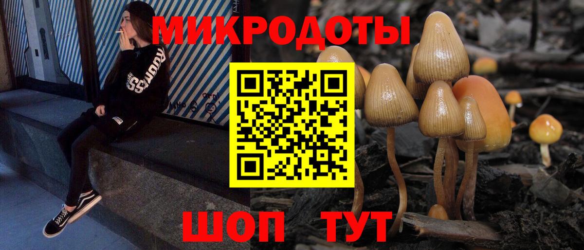 Галлюциногенные грибы Psilocybe Муром